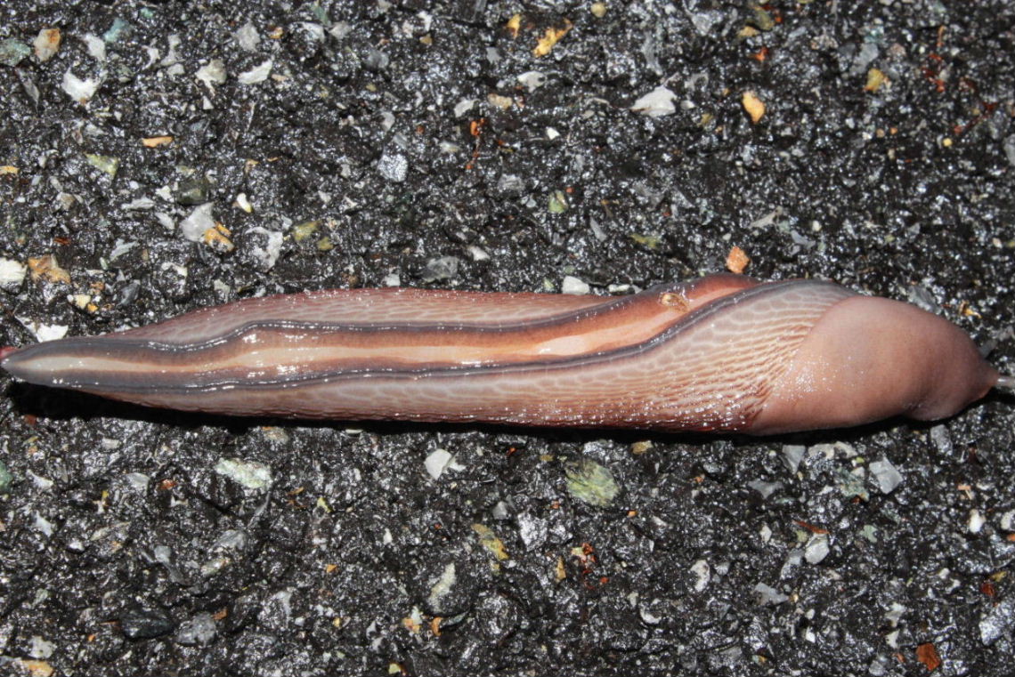 Limax dacampi da Pentema (GE)